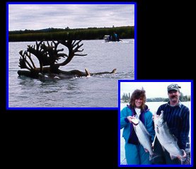 Kenai Caribou & September Silver Salmon